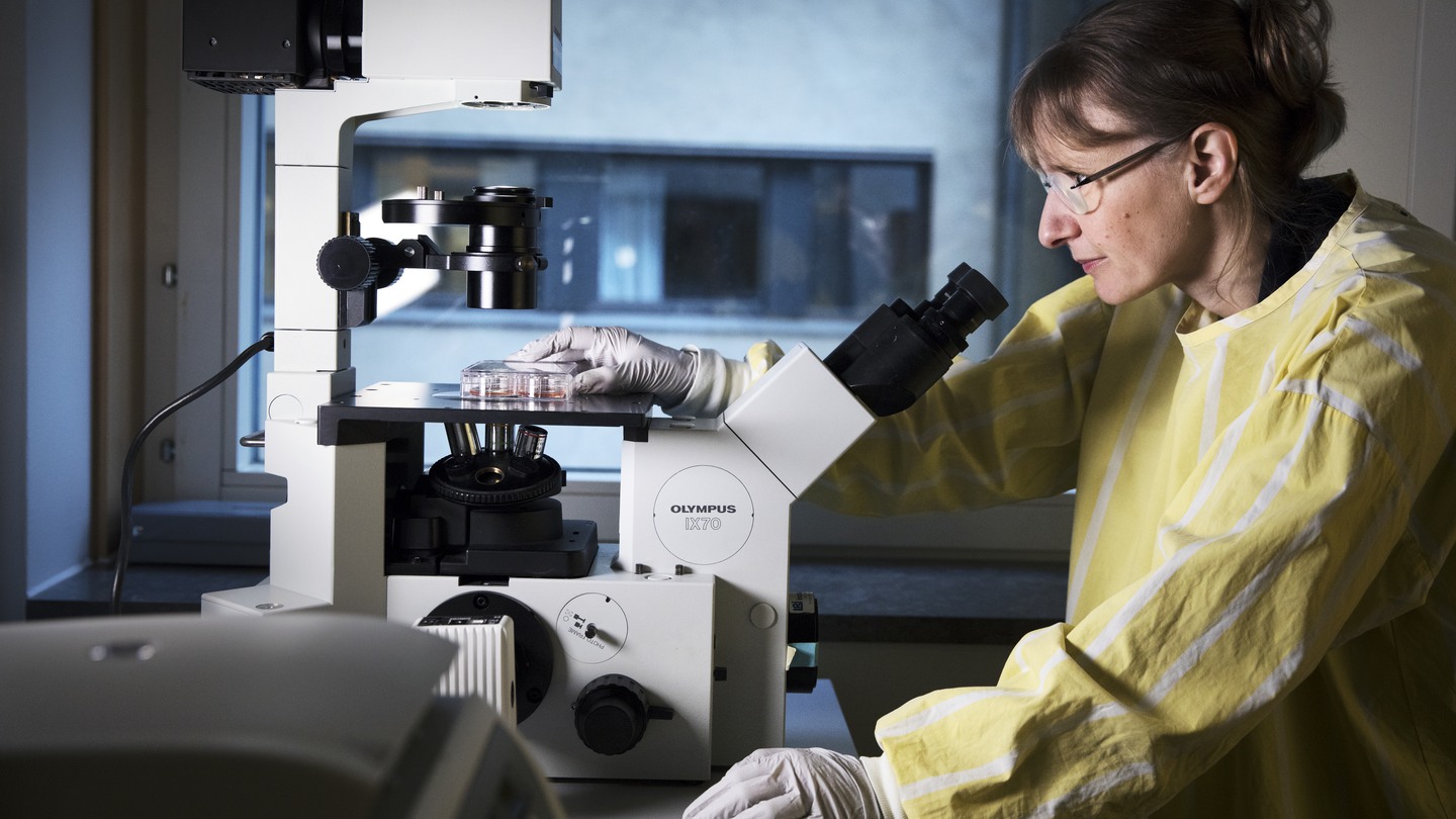 Barncancerforskaren Charlotte B&ouml;iers i Lund.&rdquo;Charlotta forskar om leukemi som drabbar sp&auml;dbarn. Hon vill f&ouml;rst&aring; det absolut f&ouml;rsta steget i leukemiutvecklingen, det som sker redan i fosterstadiet..P&aring; bild : Charlotte inspekterar cellkulturen via mikroskop som f&ouml;rvaras i en inkubator d&auml;r cellerna f&ouml;r&ouml;kar sig och v&auml;xer.Fotograf: Johan B&auml;vman