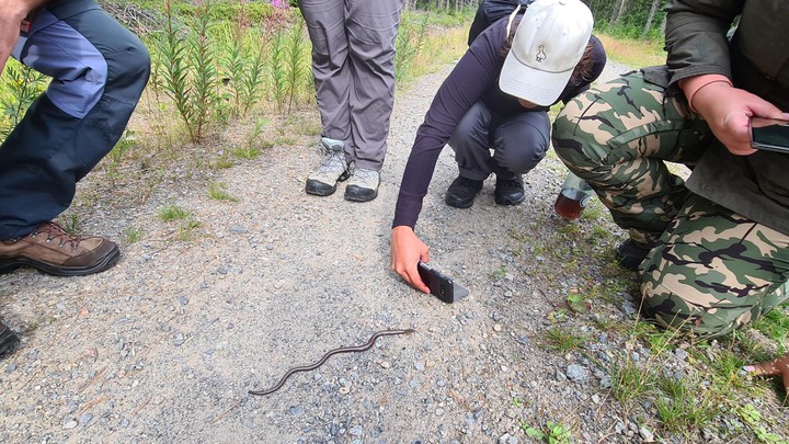 Bilder tagna av forskaren Miek Jong fr&aring;n hennes och Mats Jongs hajk de kallar Wilderness, under deras forskningsstudie kring barncancer&ouml;verlevare med sena komplikationer och effekten av naturupplevelse f&ouml;r deras v&auml;lm&aring;ende. Hajken skedde under sommaren 2022 vid H&ouml;ga kusten