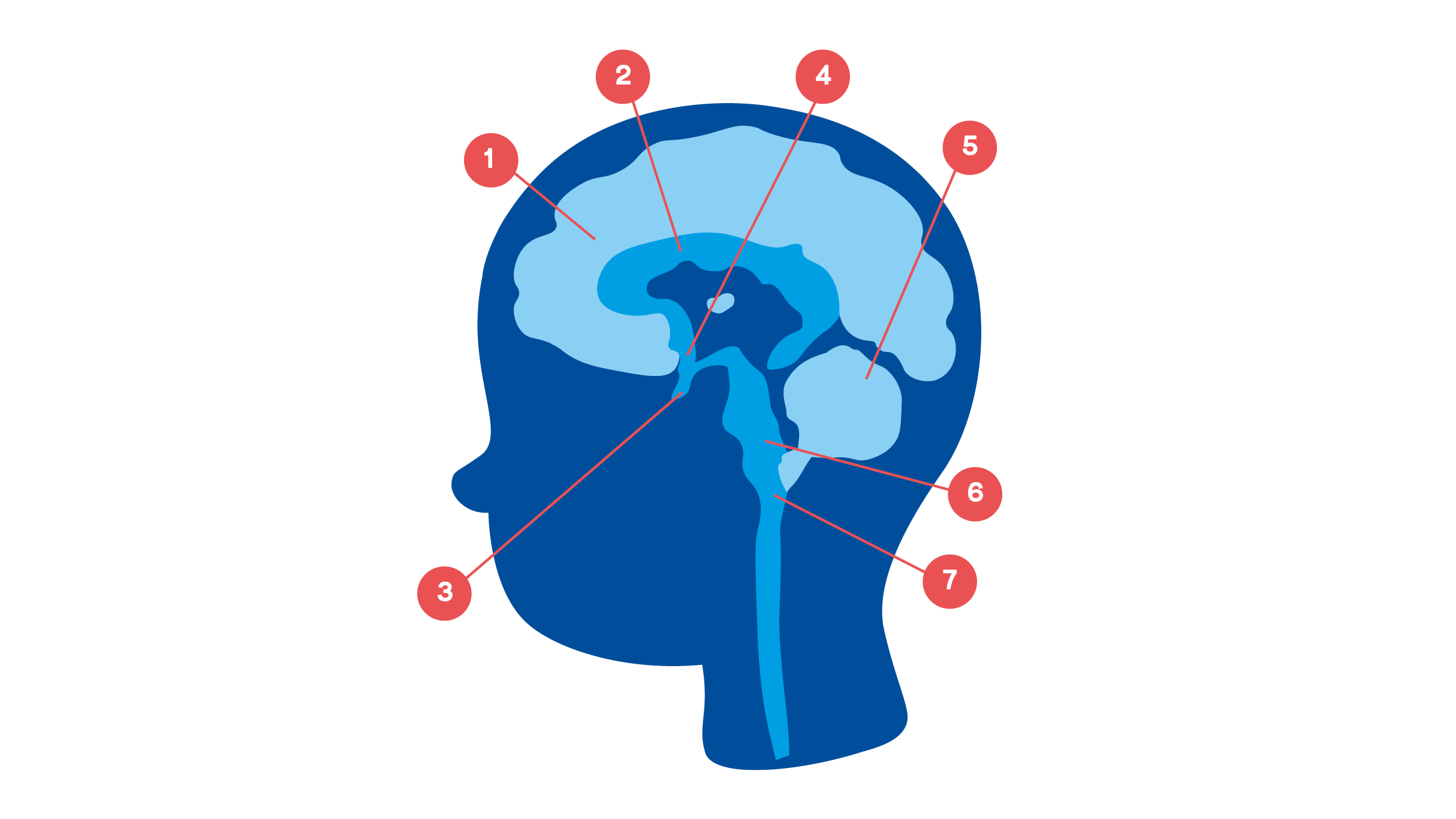 illustration av hj&auml;rnan