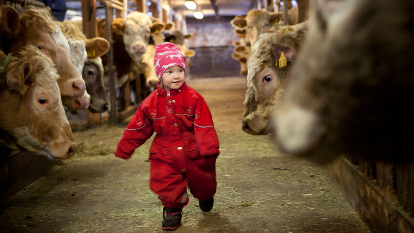 Elsa går bland korna i ladugården.