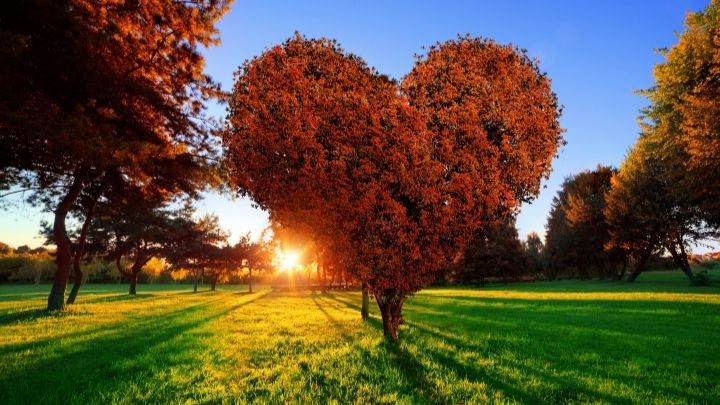 Stort hjärtformat lövträd i höstfärger, på gräsmatta. Nedgående sol i bakgrunden.